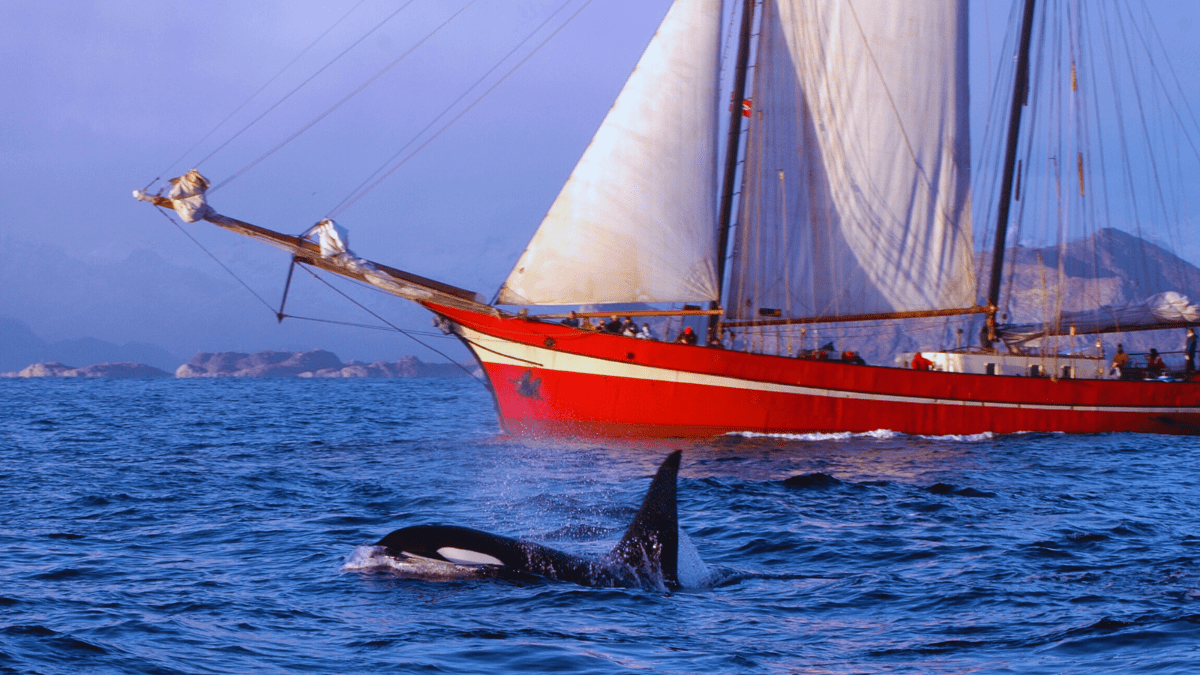 الحوت القاتل