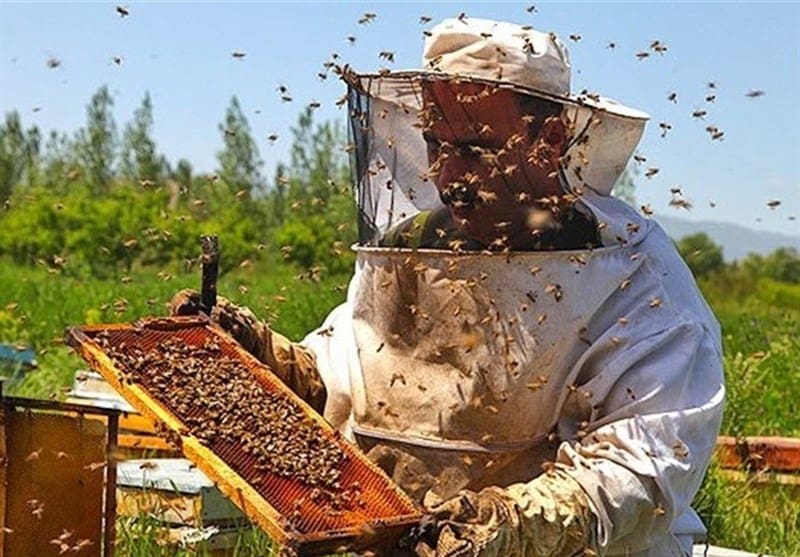 النحل بالمغرب